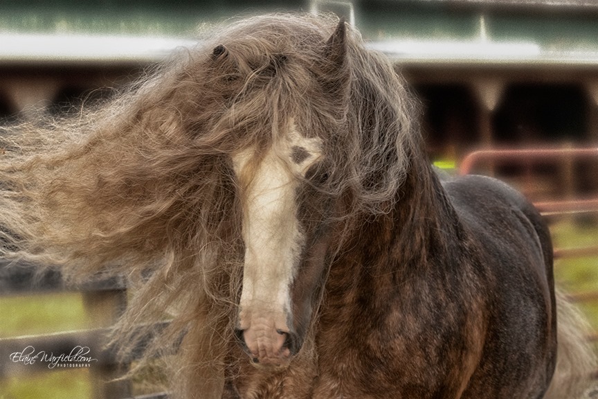 Silver Bullet - Fabulous Purebred Gypsy Vanner Stallion